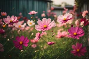 cosmos flor floreciente en el jardín. natural floral antecedentes. ai generativo foto