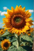 girasol campo con azul cielo antecedentes. girasol floreciente en verano. ai generativo foto