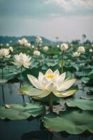 Beautiful white lotus flower blooming in the pond with sunlight. AI Generative photo