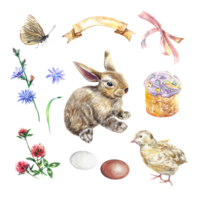 Rabbit, Easter cake, chicken, eggs, chicory, clover, butterfly. Watercolor illustration of Easter set. Design element for greeting cards, invitations, flyers. png