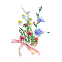 A bouquet of wildflowers of clover, chamomile, chicory, tied with a ribbon. Watercolor illustration. Design element for greeting cards, invitations, flyers, covers. png