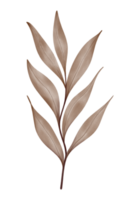 aguarela plantas ilustração png