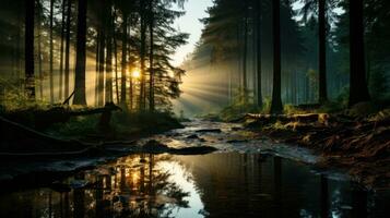 Moody forest landscape with light beams filtering through trees photo