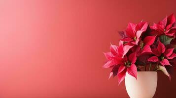 poinsettia flowers with copy space photo