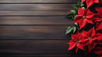 poinsettia flowers with copy space photo