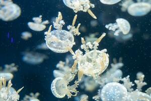 Variety of jellyfish in aquarium tank. photo