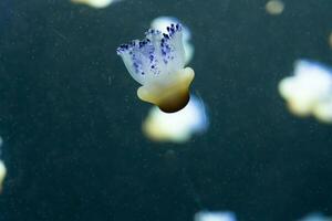 Variety of jellyfish in aquarium tank. photo