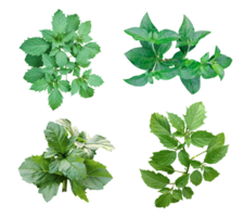 quattro diverso tipi di le foglie su un' png sfondo, verde le foglie fascio su bianca sfondo, foglia isolato impostare, verde foglia pianta eco natura albero ramo isolato