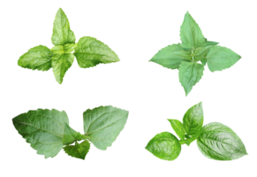 quatre différent les types de feuilles sur png arrière-plan, vert feuilles paquet sur blanc arrière-plan, feuille isolé ensemble, vert feuille plante éco la nature arbre branche isolé