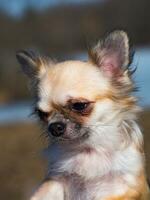 Portrait of a Chihuahua photo