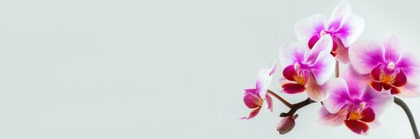 Wide panoramic view of Anthura Buenos Aires orchid flowers on white background, copy space. Tropical flower, branch of orchid close up. Lilac orchid background. Holiday, Women's Day, Flower card. photo