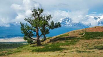 mountain tree in harsh winds. Bizarre lonely old cedar tree against the background of snow-capped mountains. Atmospheric green landscape with tree in mountains. Panoramic view. photo