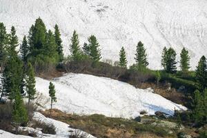 Beautiful background and wallpaper of pine trees forest on snow mountain. Beautiful winter landscape with evergreen trees. photo