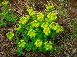 euforia fischeriana cerca arriba. pequeño verde planta. bosque naturaleza foto