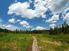 We move forward on the trail and enjoy the freedom. Wooden eco-trail to the far fabulous forest on a sunny summer day. photo