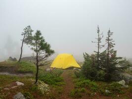 Scenic landscape with one vivid yellow tent and beautiful fir tree on misty hill. Atmospheric scenery with alone bright yellow tent. Tent under tree in autumn coniferous Sayans forest on hillside. photo