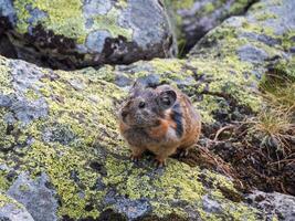 Portrait of funny Pika Ochotona collaris sits on rocky in Altai mountain. Cute small mammal on bokeh background. Small pika rodent bask on rock. photo