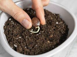 Fingers hold the seed above the ground before planting. A wisteria seed with a small root is planted in the ground, close-up. photo