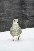 Close-up young seagull walks in the snow. Birds in the winter. Young Seagull in the snow. Concept of the International Day of Birds. photo