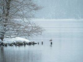 Early spring landscape with a beautiful lake and a tree above the water. Gray seagull is sitting on a stump on the lake in winter in a snowfall. Concept of the International Day of Birds. Copy space. photo