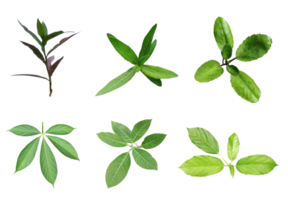 zes verschillend types van bladeren Aan PNG transparant achtergrond, groen bladeren bundel Aan wit achtergrond, blad geïsoleerd set, groen blad fabriek eco natuur boom Afdeling geïsoleerd