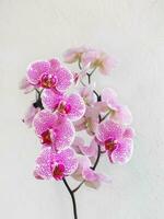Tropical branch white with small purple speckles orchid flowers phalaenopsis photo