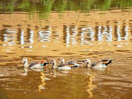 Flock of Nile geese swim beautifully on the red water with reflection. photo