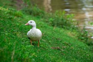 Selective focus. Close up white duck on a green lawn. photo