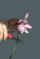 Pruning damaged orchid flowers with scissors. Home gardening, orchid breeding. Dry deep purple flower. Insects, pests of indoor plants, death of orchids, close up, vertical view. photo