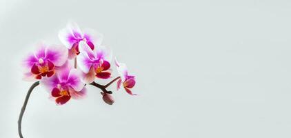 panorámico ver de anthura buenos aires orquídea flores en blanco si foto
