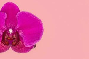 Close up of Phalaenopsis Stellenbosch orchid flowers on pink background, copy space. Tropical flower, branch of orchid close up. Purple orchid background. Holiday, Women's Day, Flower Card, beauty. photo