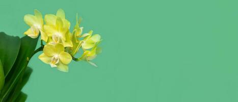 Wide panoramic view of yellow mini orchid in a pot on a light green background with copy space. Tropical flower, branch of orchid close up. Orange orchid background. Holiday, Women's Day, Flower Card photo