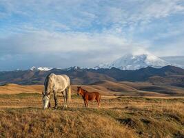 White and brown horses on the background of a mountain peak.  Beautiful horses in an autumn meadow poses against the background of a white snow-covered mountain. photo