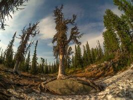 An old gnarled mountain coniferous tree was shot with a wide-angle lens. Taiga, a mystical forest at sunset. photo