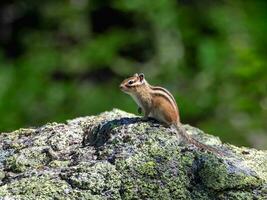 Funny chipmunk on a rock raised its paw against the background o photo