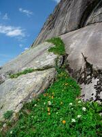 flores en el rocas pequeño montaña flores atascado Entre hermosa rocas vertical vista. foto