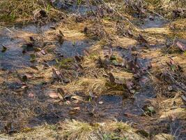 Flooded mountain meadow, swampy area. photo