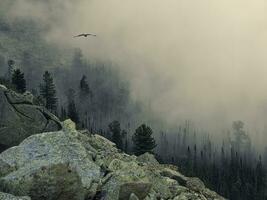 Low clouds over a cliff in a mountain valley. A rocky hill with cedars in the morning mist. The sun barely peeks out from behind the clouds. Harsh Siberian nature. Western Sayans. photo