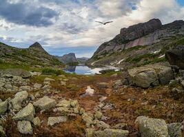 Vulture bird soars over a mountain valley with a freezing lake and red autumn stones. Rocky mountain valley with a flying bird. photo