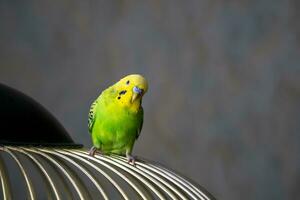 Selective focus. Portrait of a bright green young budgie sitting on the bars of a cage on a dark background. Breeding songbirds at home. photo