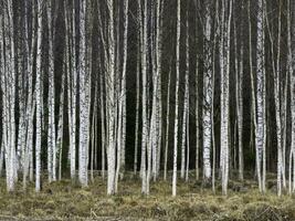 Autumn birch trees growing in lines with naked branches on a dark forest background. photo