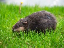 Muskrat to feast on juicy young green grass on the lawn near the reservoir. Close-up. photo