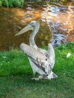 Beautiful big pelican resting near a lake. Great white pelican is a bird in the pelican family. Wild nature animal. Vertical view. photo