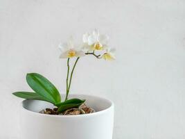 White mini Phalaenopsis orchid in a white pot on a light background. Beautiful flowering branch of the white orchid phalaenopsis multiflora. Copy space. photo
