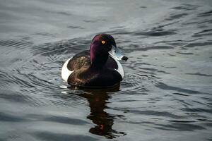 negro y blanco copetudo Pato con brillante naranja ojos a la deriva en el agua. concepto de el internacional día de aves. foto