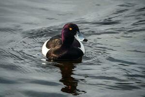 Black and white tufted duck with bright orange eyes drifting on the water. Concept of the International Day of Birds. photo