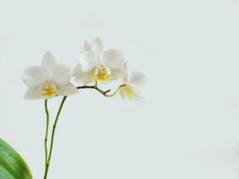 White mini Phalaenopsis orchid close up in a light background. Beautiful flowering branch of the white orchid phalaenopsis multiflora. Copy space. photo