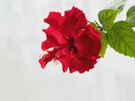 Red terry chinese hibiscus flower on the white background photo