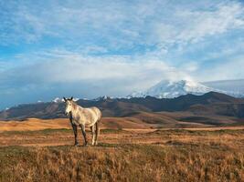 Beautiful white horse on the background of a mountain peak.  Beautiful white horse in an autumn meadow poses against the background of a white snow-covered mountain peak Elbrus. photo