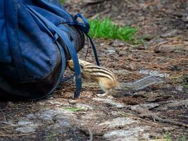 An impudent and curious chipmunk is gnawing on a tourist backpack in the forest at a tourist campsite. photo